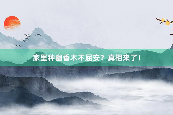 家里种幽香木不屈安？真相来了！