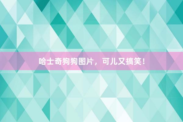 哈士奇狗狗图片，可儿又搞笑！